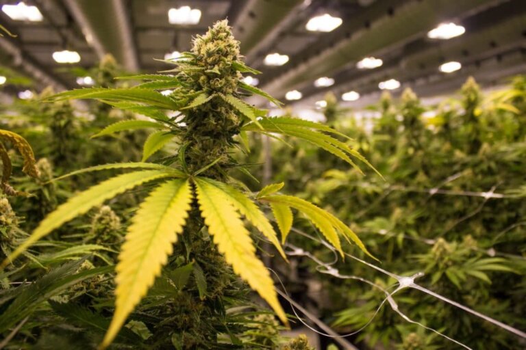 Will the US Legalize Cannabis in 2019?