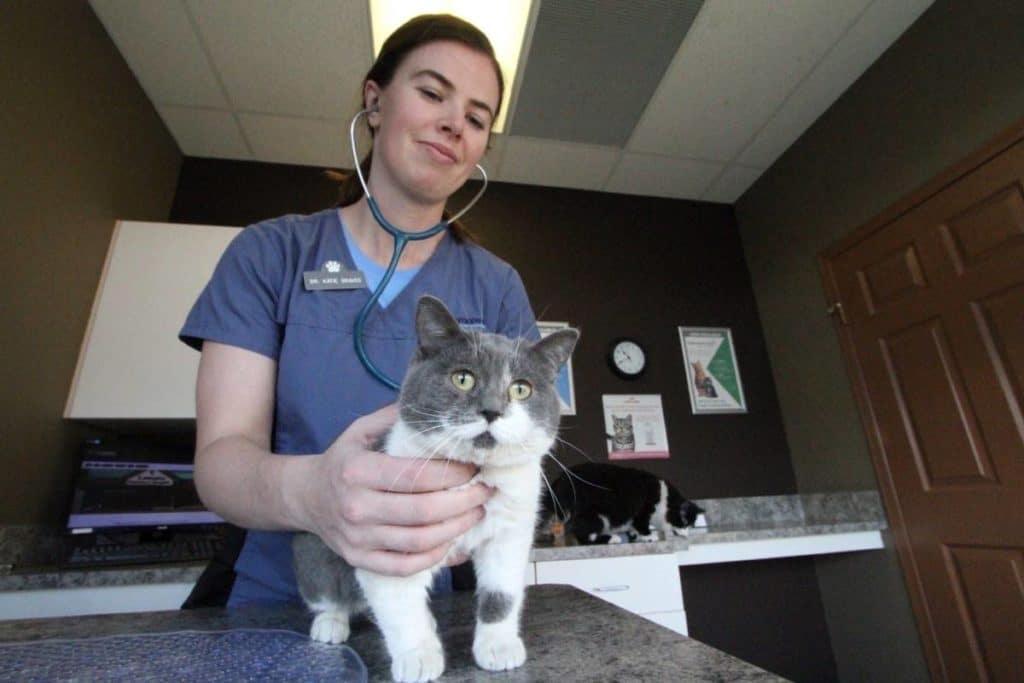 Web Rda Cannabis Dangers For Pets