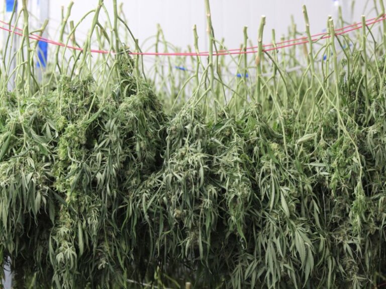 Bigger Not Always Better in Cannabis Industry