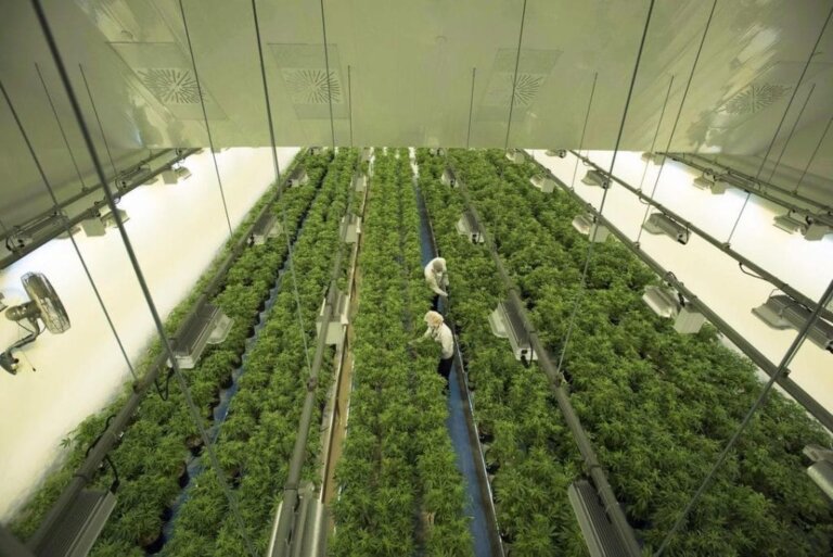 CannSell Certification Required in Ontario for All Cannabis Retailers and Employees