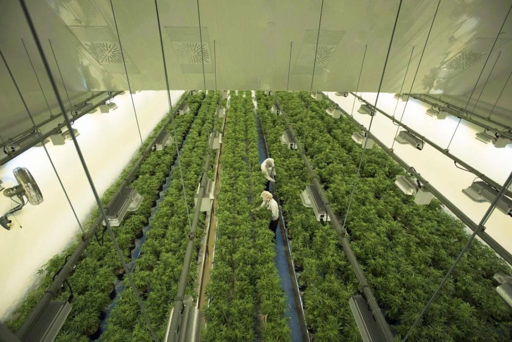 Grow Room
