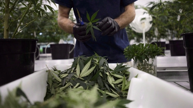 Cannabis Research to Investigate ex-NHLers and Opioids