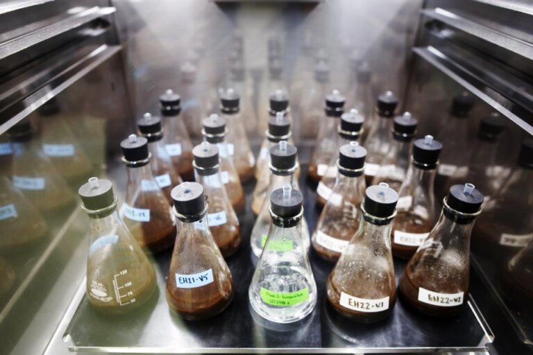 Cannabis Beverages the “Next Frontier”?