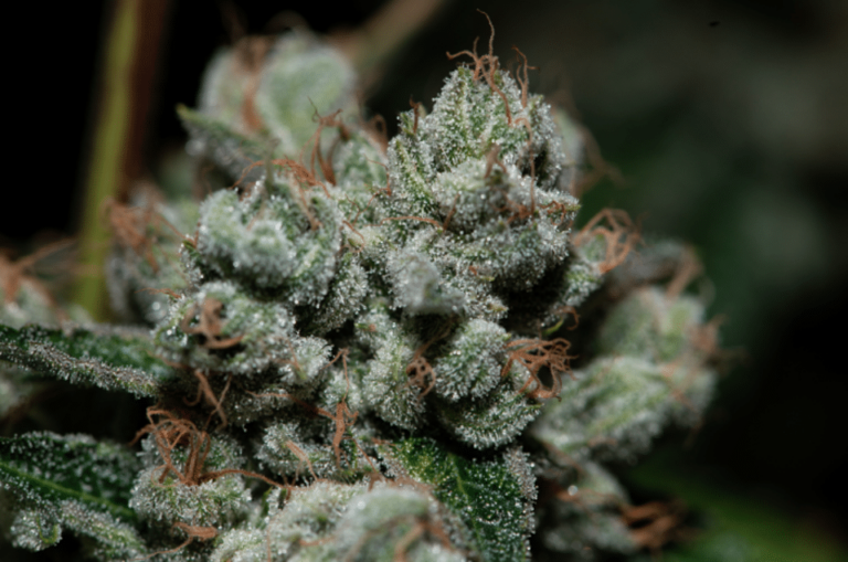 US DEA to Review Replies to Cultivate Cannabis for Research