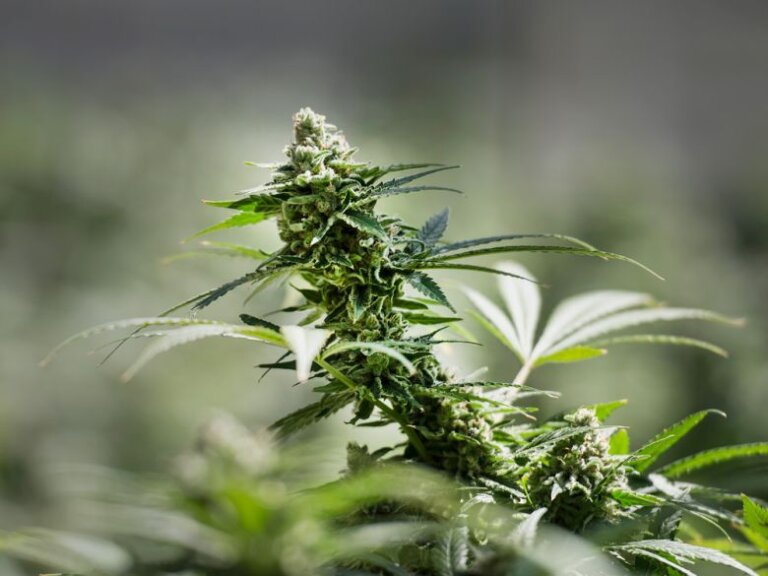 Illegal Cannabis Activity Could Mean Fines, Jail Time for CannTrust