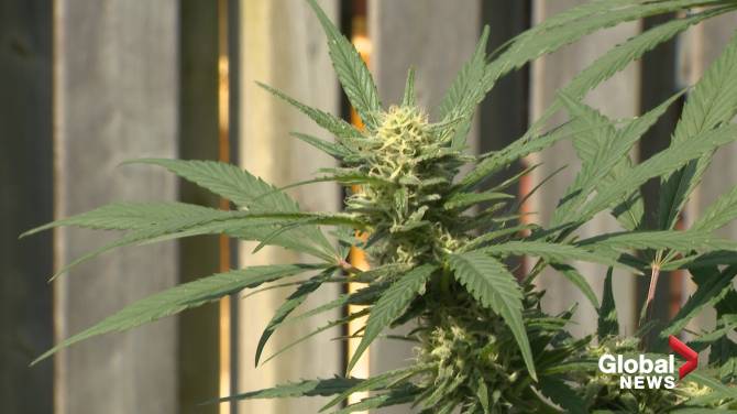 Cannabis Thieves Snatching Fall Harvests