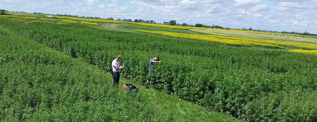 Inplanta Biotechnology Banner