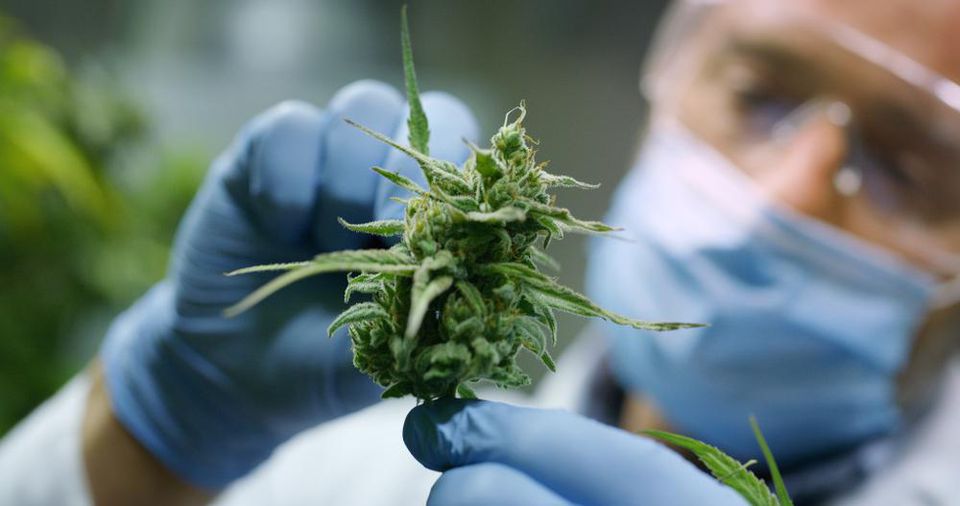 Cannabis Ip