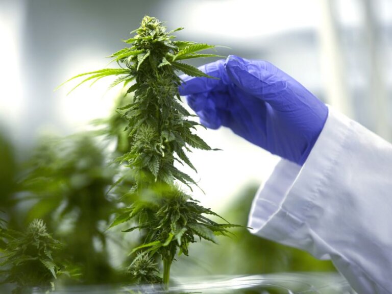 Calgary Not Getting Enough Cannabis Excise Tax