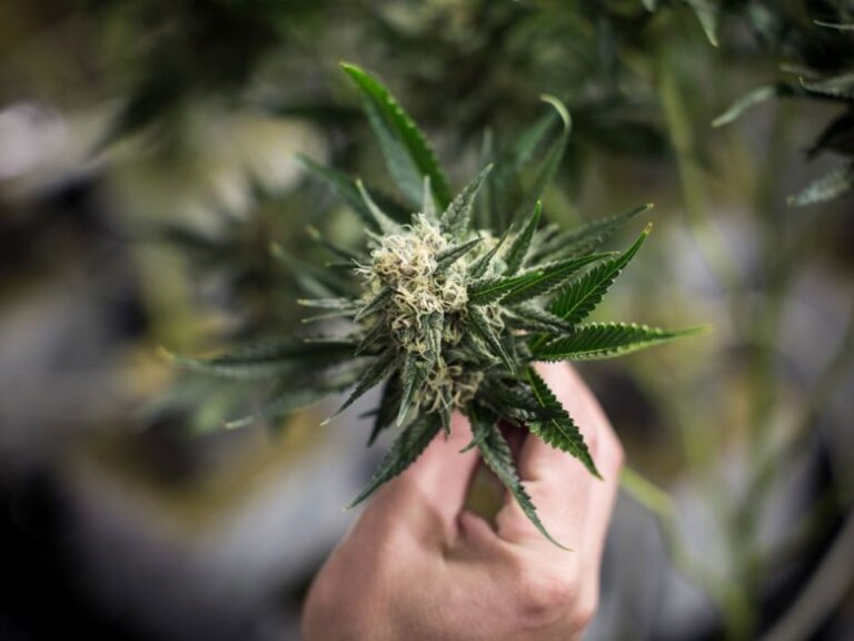 How Did Health Canada Inspectors Miss Unlicensed Cannabis Rooms?