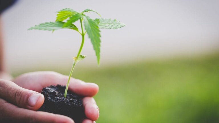 CanaQuest Aiming for Global Medical Cannabis Market