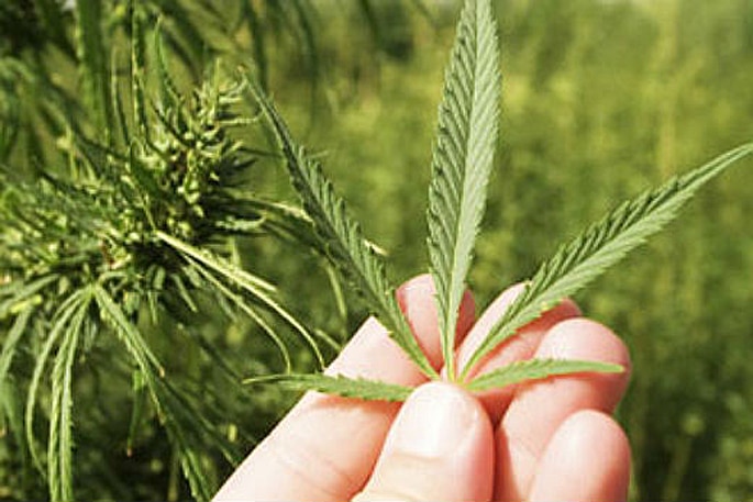 New Zealand Grows Its Medical Cannabis Industry