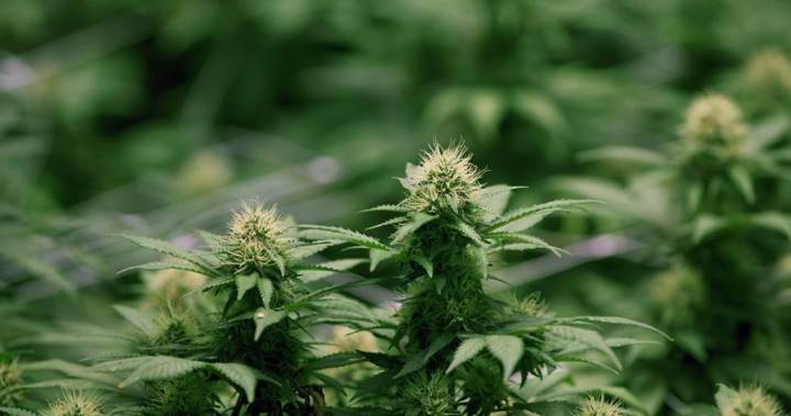 Cheaper Cannabis Prices in Canada