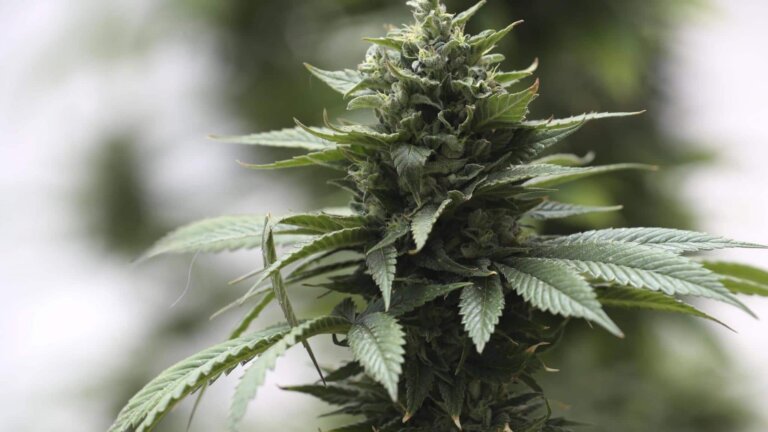 UK Cannabis Laws Cost $4.25 Billion Since 2015