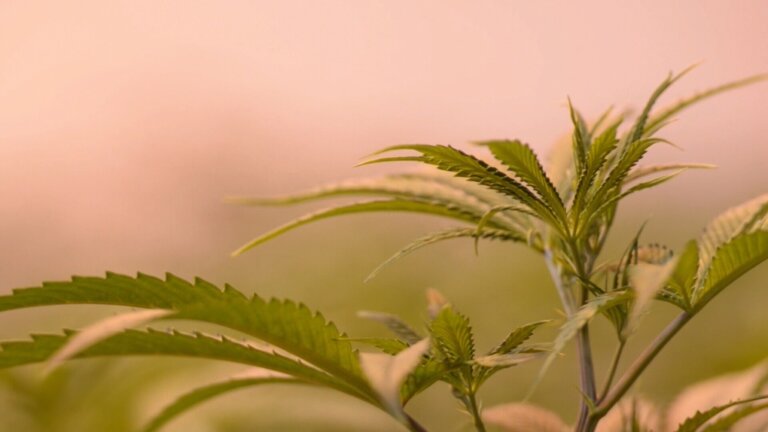 More pot, less hops: Manitoba records biggest spike in cannabis sales, largest drop in beer