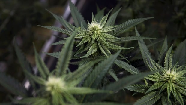 Manitoba poised to lift ban on homegrown recreational cannabis