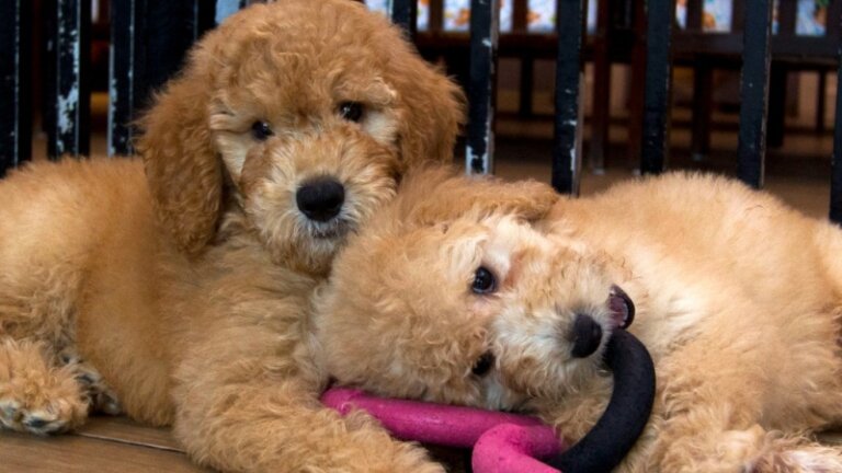 Here’s what to do if your pet eats cannabis