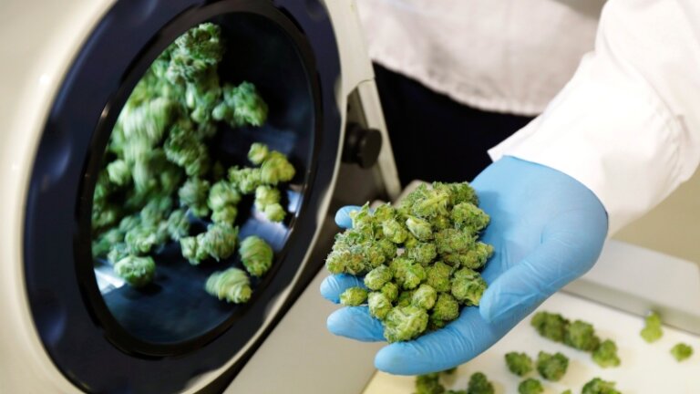 ‘Canadian cannabis is in peril’: Industry leaders call on feds to help