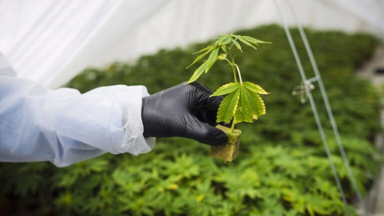 Canada’s cannabis industry struggling amid high excise taxes, competition from illicit market: experts