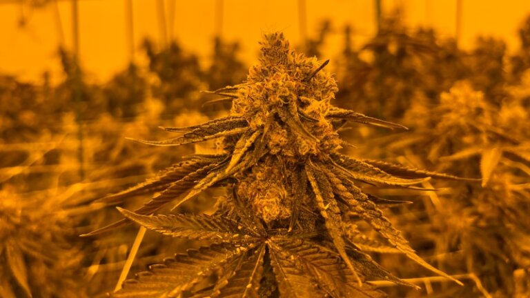 Canadians have lost more than $131 billion investing in cannabis companies: firm