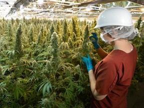 Aurora Cannabis CEO Miguel Martin adds the role of executive chairman