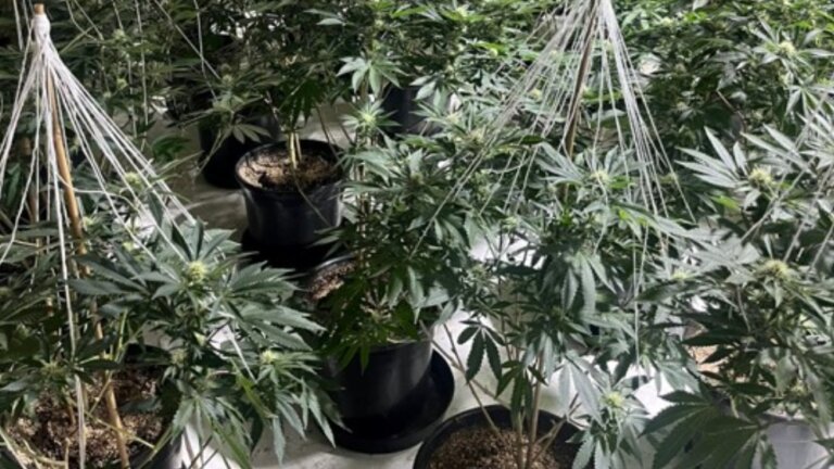Arrests after cannabis farm found in police raid