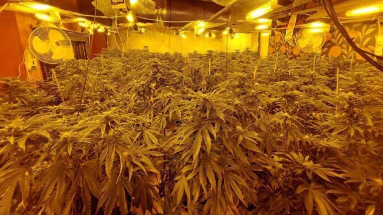 Drugs worth more than £300k seized in police raid