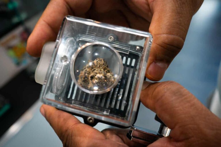 Medical cannabis shows potential to fight cancer, largest-ever study finds