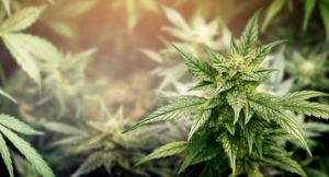 March slated to oppose Kahnawake dispensaries