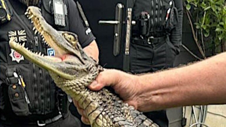 Police seize 4ft-long caiman during drugs raid