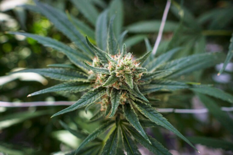 Nova Scotia introduces new cannabis rules aimed at sales on Mi’kmaq reserves