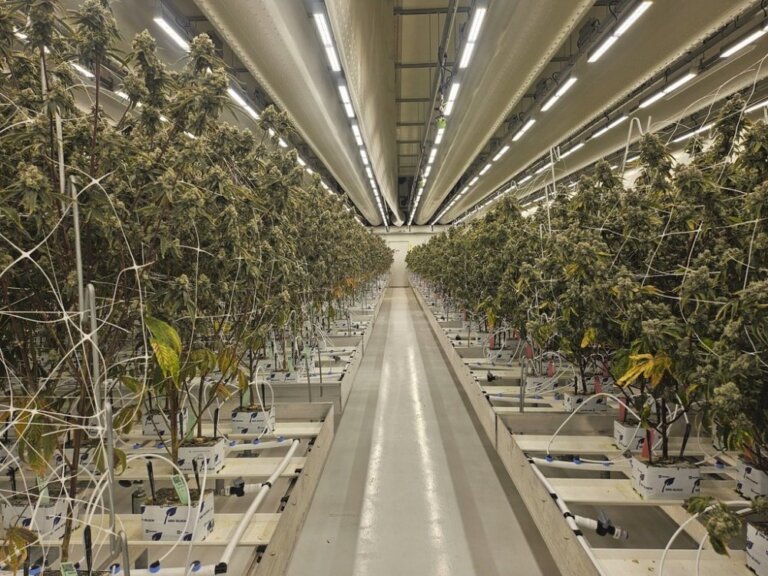 Dutch cannabis growers welcome expansion of state-run experiment to make sales legal