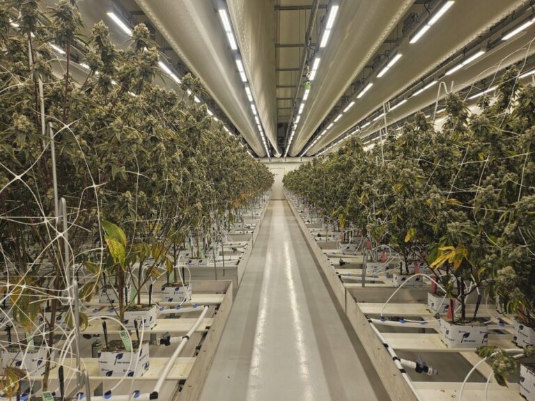 Dutch cannabis growers welcome expansion of state-run experiment to make sales legal