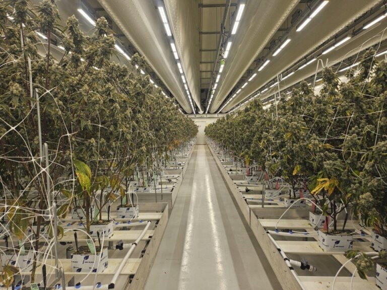 Dutch cannabis growers welcome expansion of state-run experiment to make sales legal