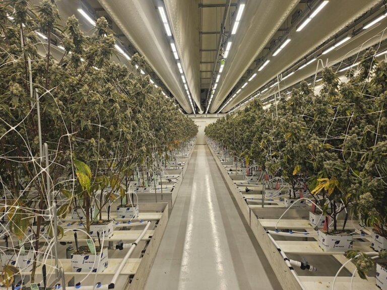 Dutch cannabis growers welcome expansion of state-run experiment to make sales legal