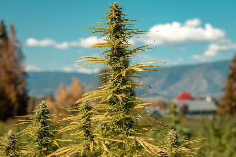 Victoria cannabis summit aims to spark Canadian economy