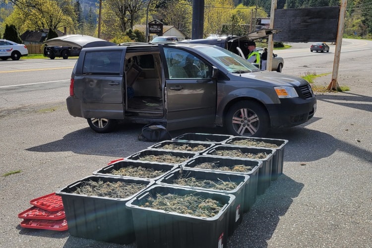 Surrey man arrested with 33 kg of cannabis in his van