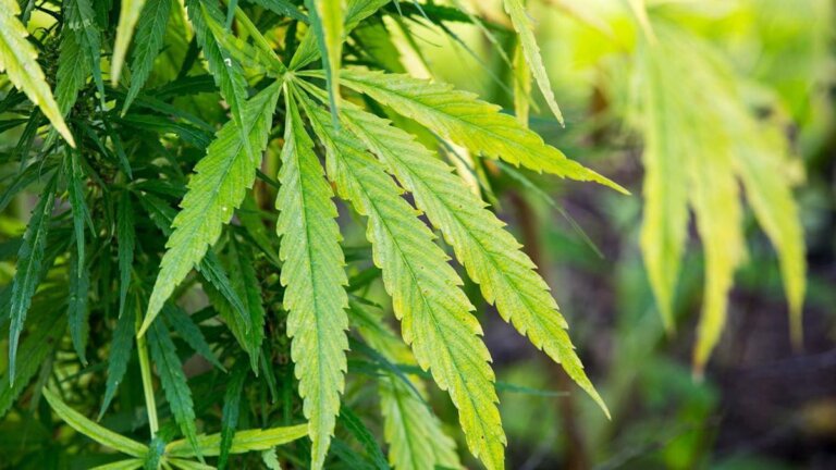 Empty properties targeted in cannabis crackdown