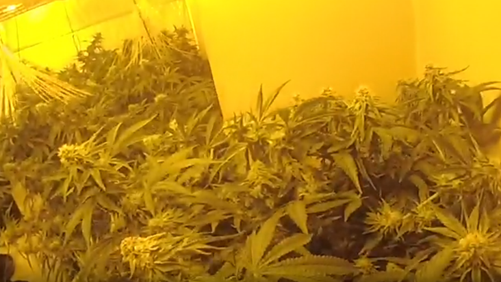 Police attending burglary find cannabis worth £50k