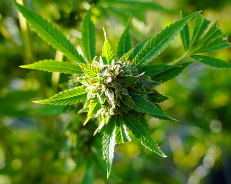 It’s high time Britain had another conversation about cannabis