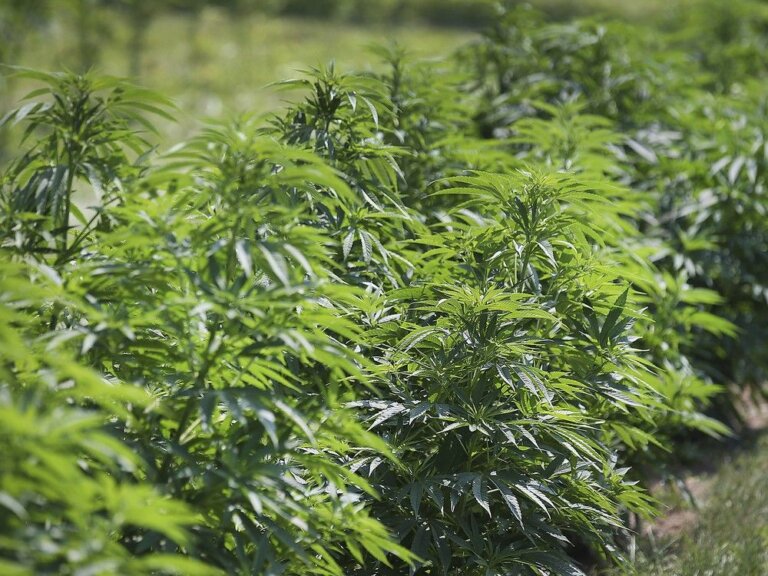 Ontario college to offer 1st post-secondary certificate in cannabis production