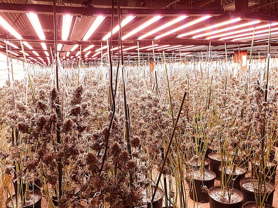 Reefer madness — Chatham-Kent police seize huge amount of illegal pot from licensed growers