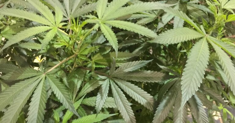 Big Alcohol prepares to fight back as buzzy cannabis drinks steal sales