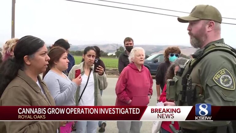 21 detained in Royal Oaks illegal cannabis warehouse raid, no ICE involvement