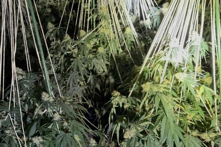 Watch: £1m cannabis factory found hidden in town’s old Woolworths store