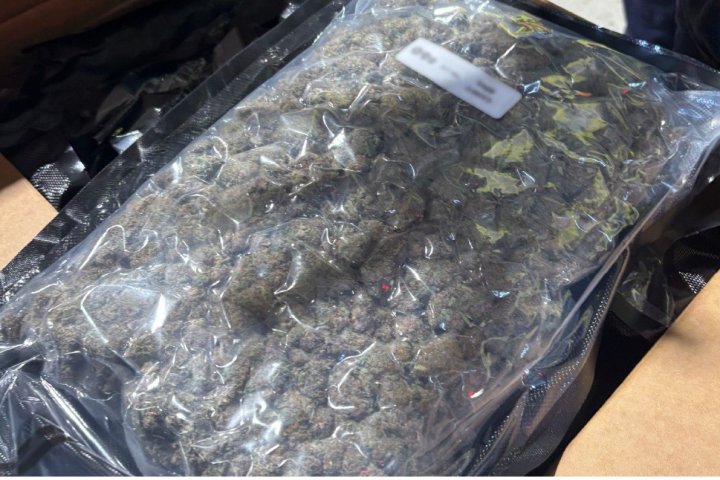 Canadian border agents trumpet major cannabis seizure at N.B. port