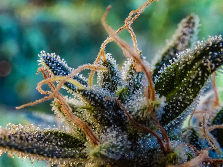 Curaleaf Holdings Reports Increasing International Cannabis Sales For Q1 2025 But Risk Remains High