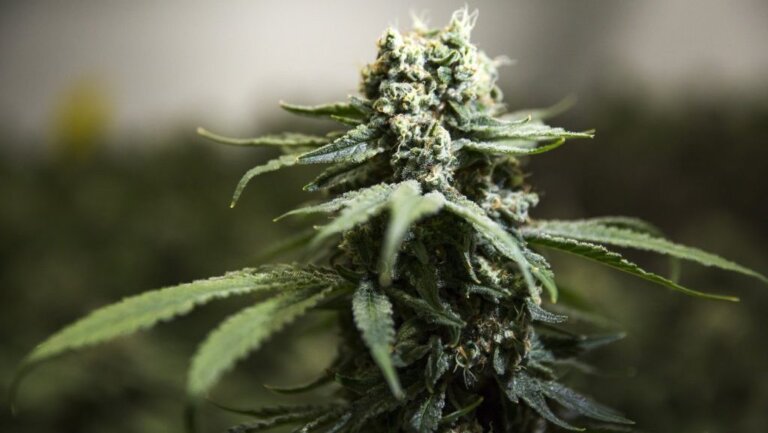 Illegal cannabis storefront search prompts small protest