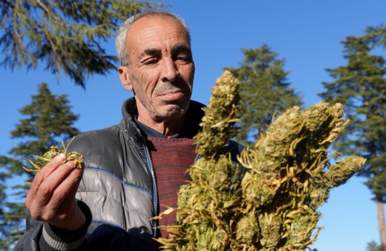 As legal cannabis flourishes in Morocco, country’s black market still dominates