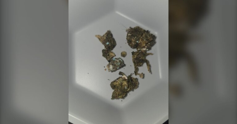 Drug toxicity alert issued for Regina area